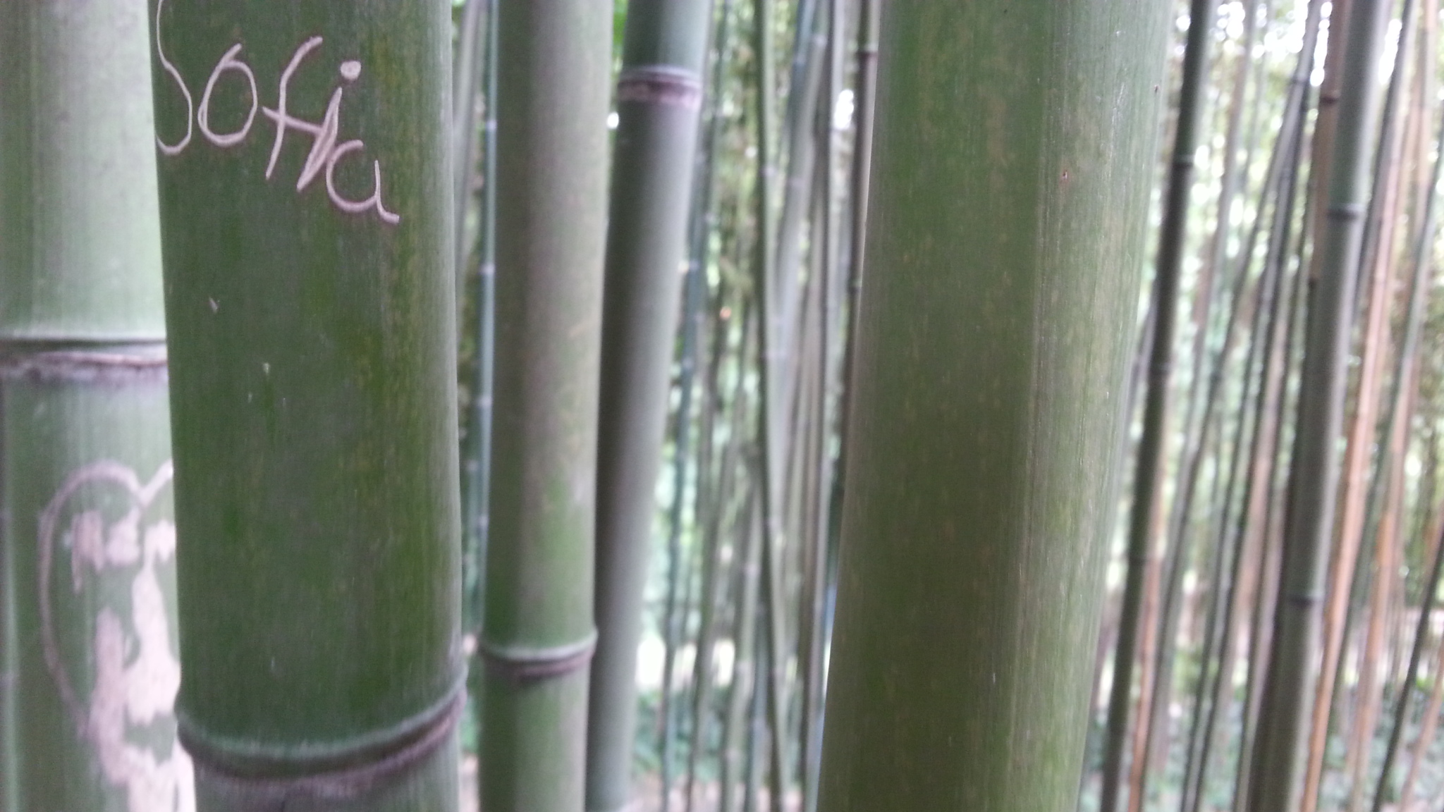 Sofia incisa sul Bambù dell'orto botanico di Roma