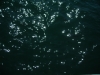 DSCN8411
