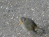 DSCN0502