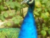 DSCN4593