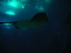 DSCN3966