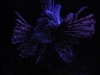 DSCN4096