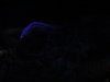 DSCN4100