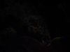 DSCN4117