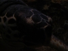 DSCN4228