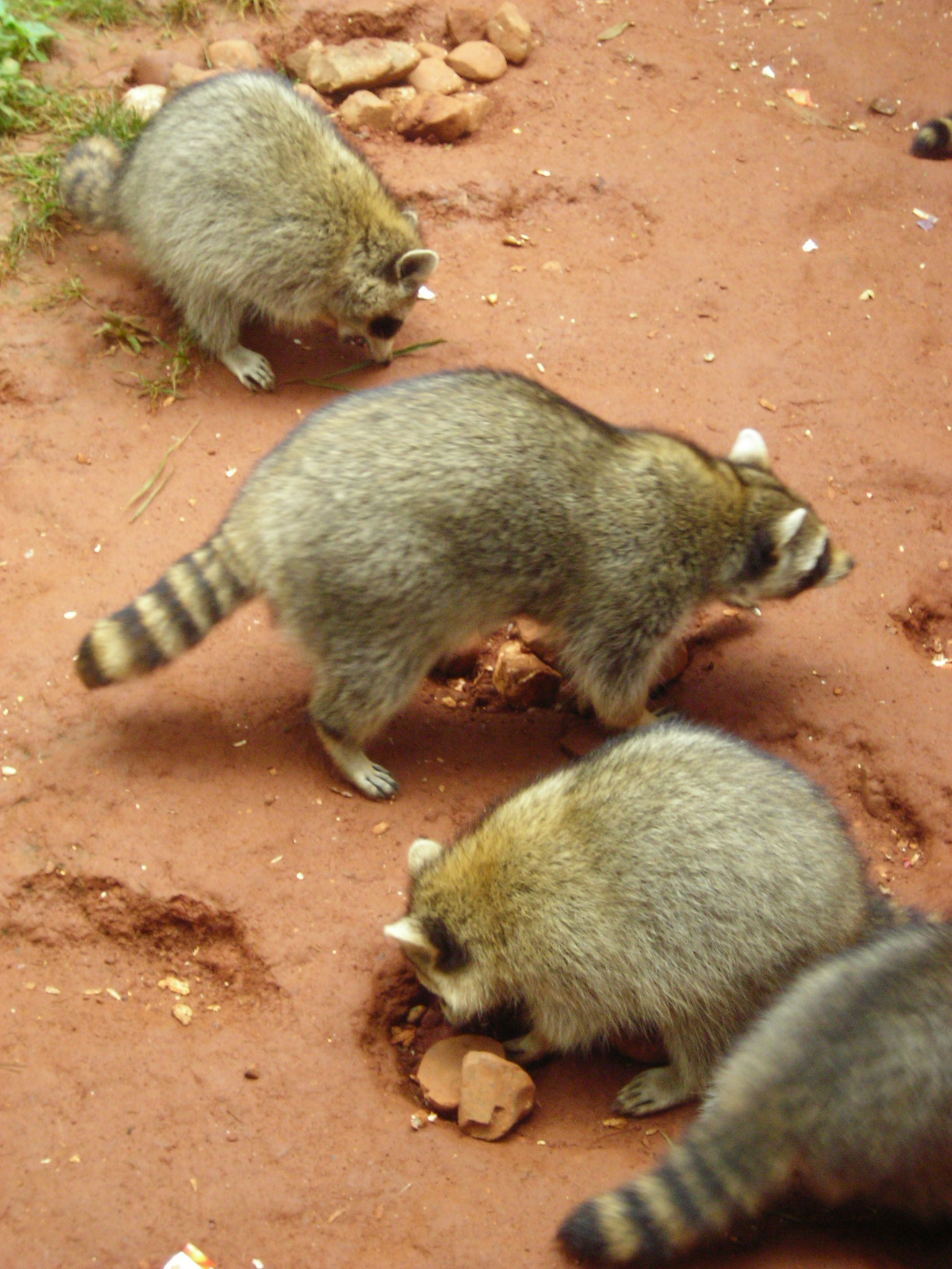 Kunming, zoo