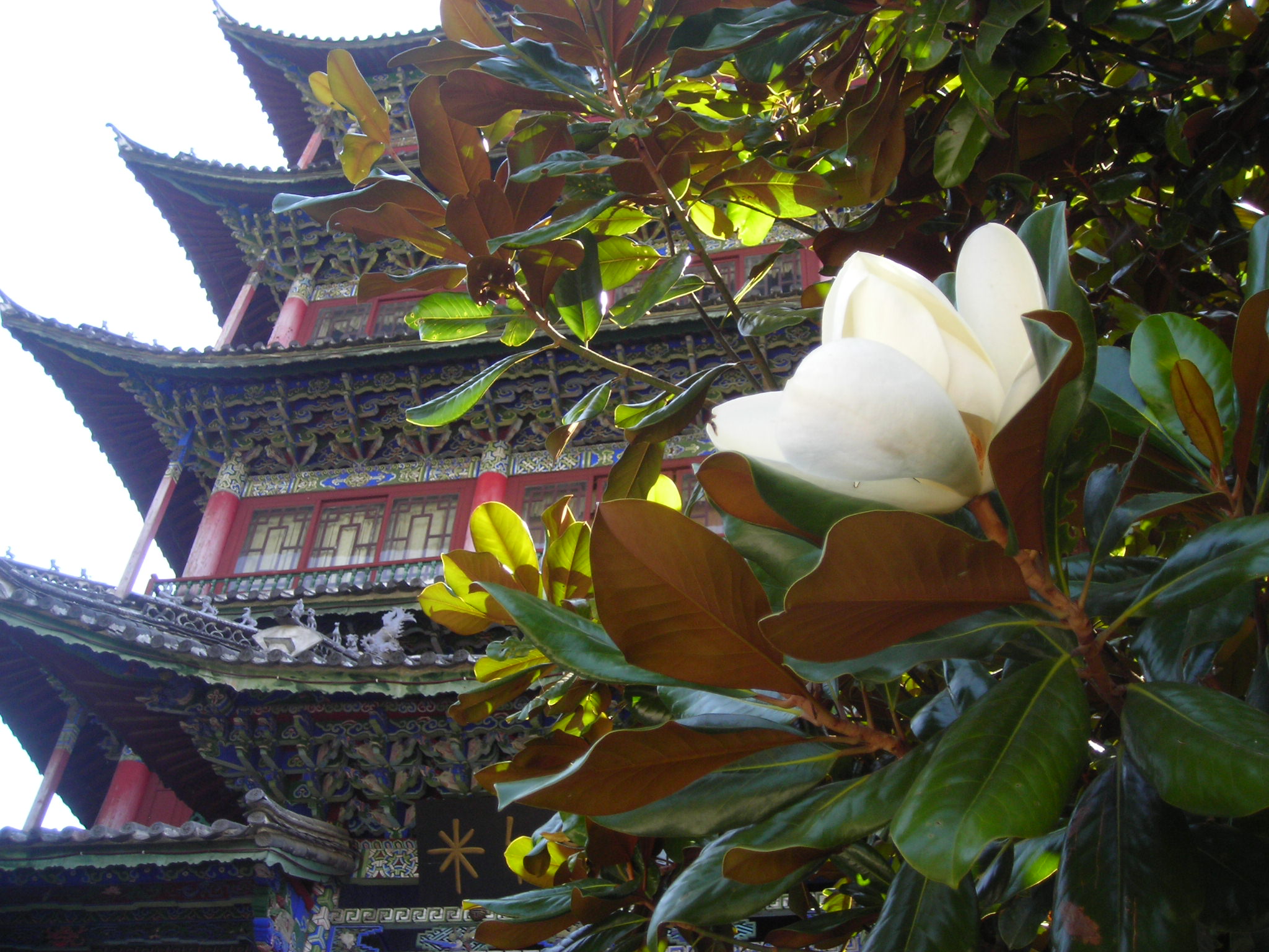 Lijiang, fiori